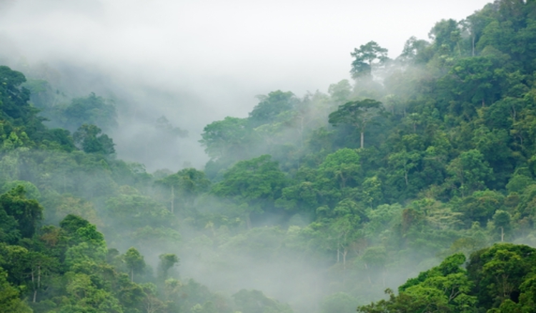  Tropical Rainforests: Exploring Biodiversity Hotspots