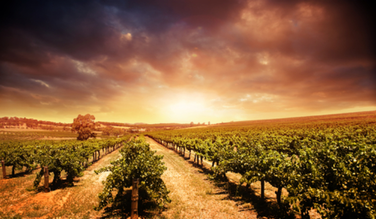  Wine Tourism: Exploring Vineyards and Tasting Experiences