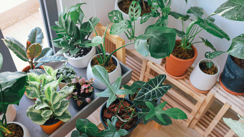  Indoor Plants 101: A Guide to Adding Greenery to Your Home and Enhancing Well-being